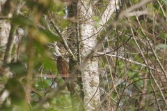 Lepidocolaptes affinis