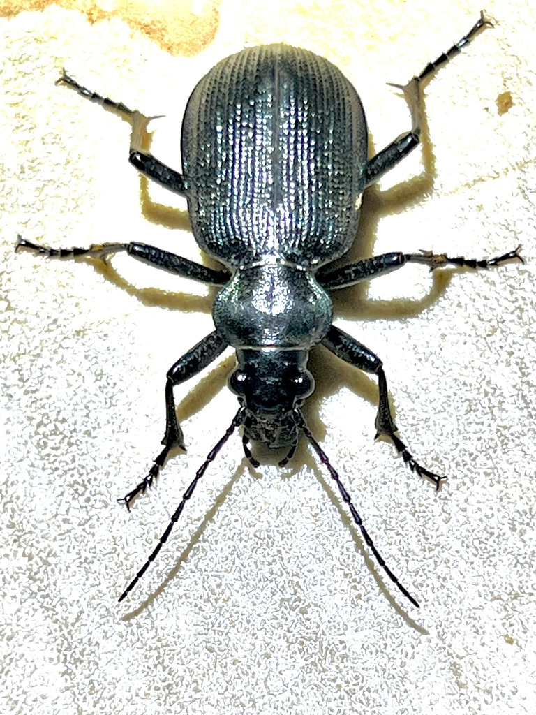 Tropidocerus