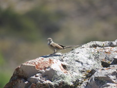 Leptasthenura aegithaloides