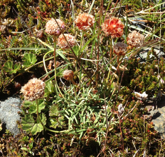 Armeria curvifolia