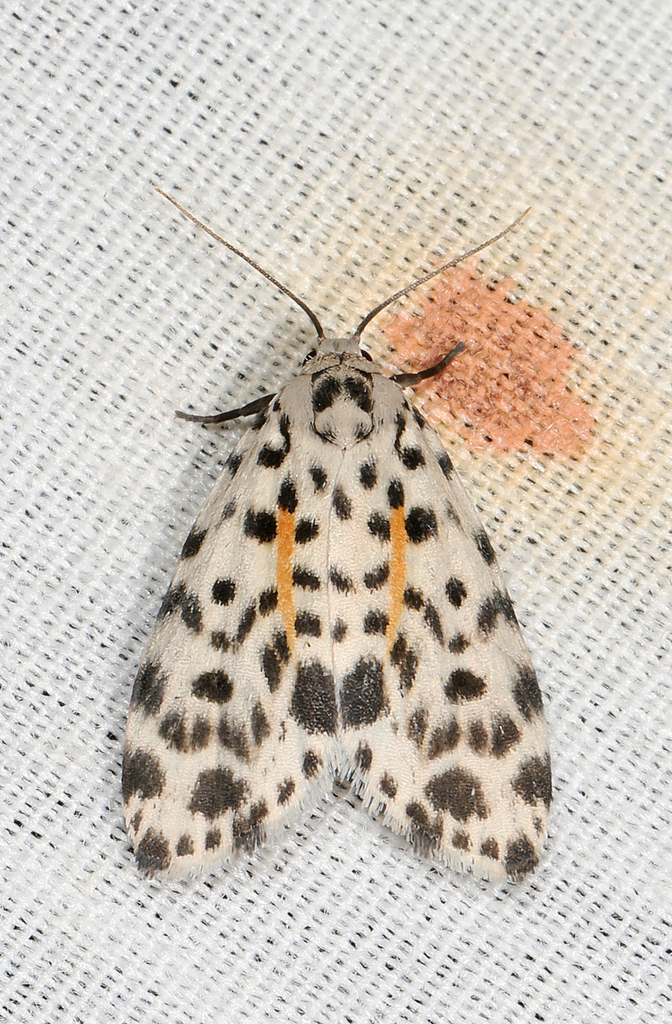 Clemensia