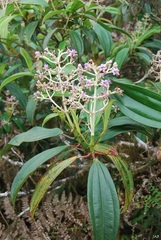 Miconia robinsoniana
