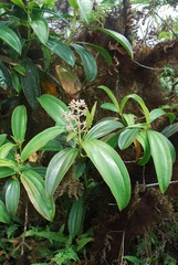 Miconia robinsoniana