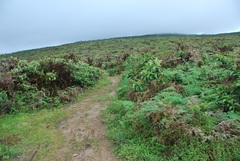 Miconia robinsoniana