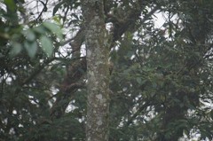 Lepidocolaptes affinis