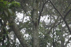 Lepidocolaptes affinis