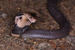 Chinese Cobra photo 4