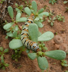 Euscirrhopterus gloveri