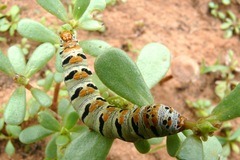 Euscirrhopterus gloveri