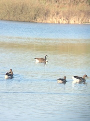 Branta canadensis canadensis