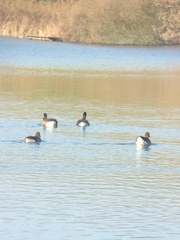 Anser anser anser