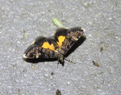 Heliothela ophideresana