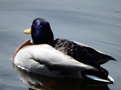 Anas platyrhynchos