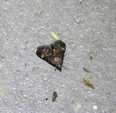 Heliothela ophideresana