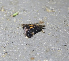 Heliothela ophideresana