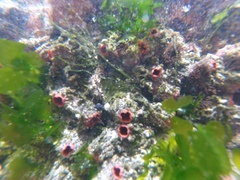 Pyura chilensis