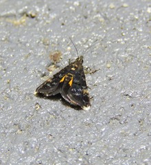 Heliothela ophideresana