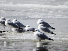 Larus delawarensis