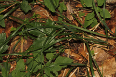 Sesleria autumnalis