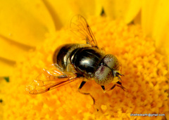 Eristalina