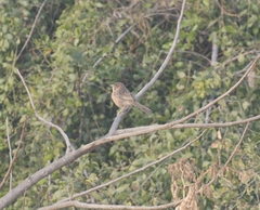 Prinia lepida