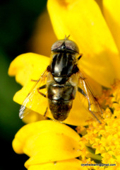 Eristalina