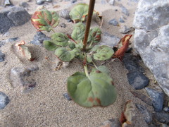 Eriogonum trichopes