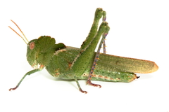 Ecphantus quadrilobus