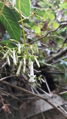 Palicourea lineariflora