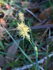 Carex meadii