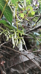 Palicourea lineariflora