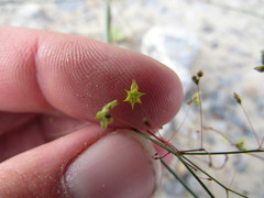 Eriogonum trichopes