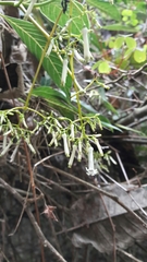 Palicourea lineariflora