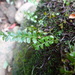 Osmolindsaea japonica - Photo (c) 呂一起(Lu i-chi), some rights reserved (CC BY), uploaded by 呂一起(Lu i-chi)