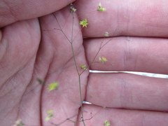 Eriogonum trichopes