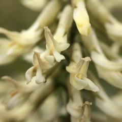 Astragalus oxyphysus