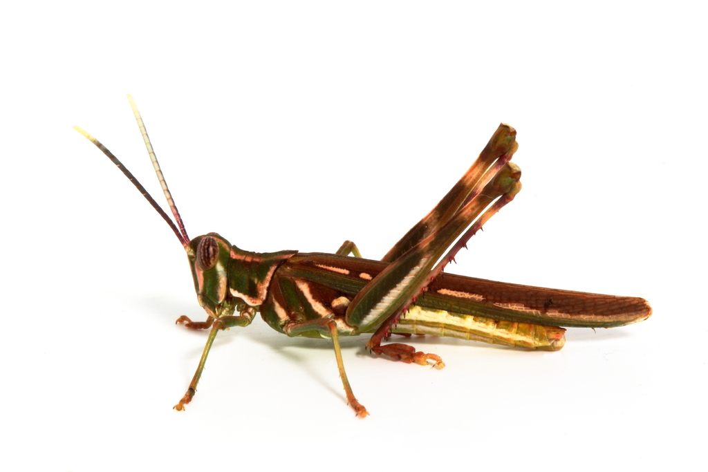 Histrioacridini