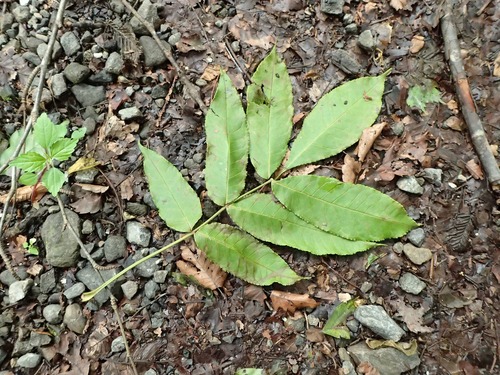 Fraxinus platypoda (Fraxinus platypoda)