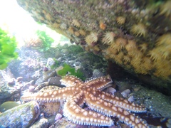 Meyenaster gelatinosus