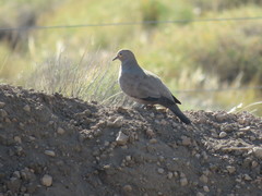 Metriopelia melanoptera