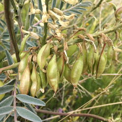 Astragalus oxyphysus