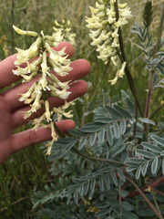Astragalus oxyphysus