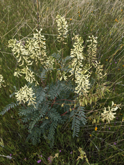 Astragalus oxyphysus
