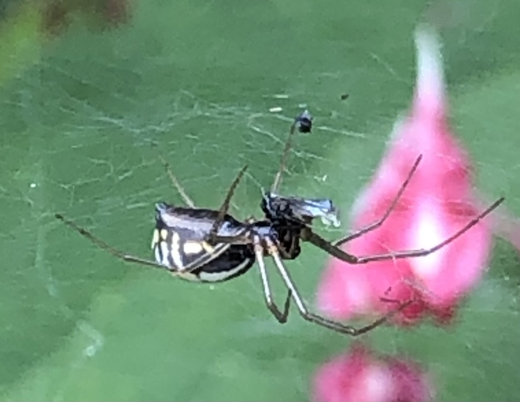 Bowl-and-doily Spider from Pisgah National Forest, Pisgah Forest, NC ...