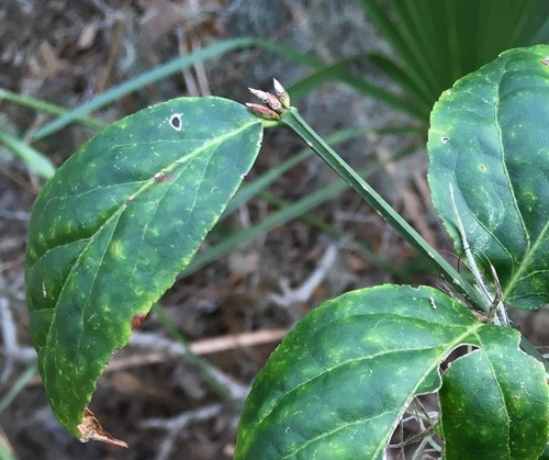 Euonymus americanus image