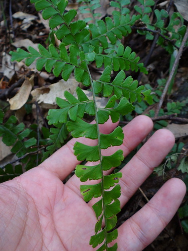 Lindsaea bonii (Lindsaea bonii)