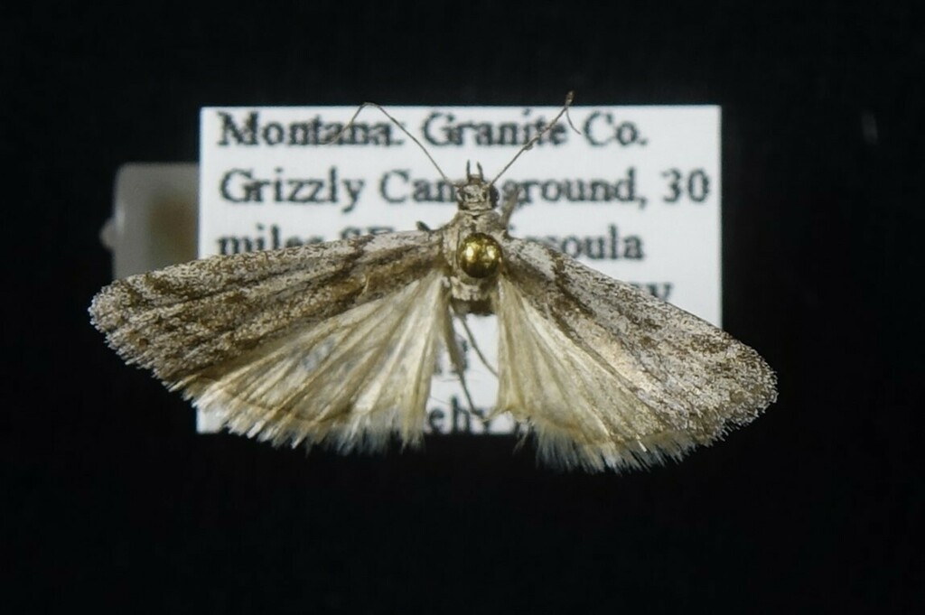 Homoeosoma albescentella