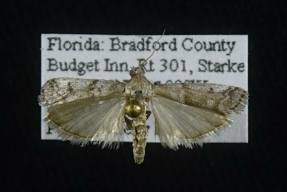 Laetilia cinerosella