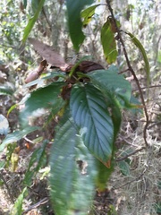 Frangula caroliniana