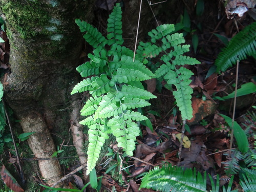 Lindsaea bonii (Lindsaea bonii)